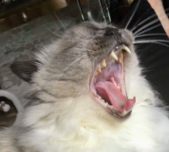 Hey Pandas, Share The Most Unflattering Pics Of Your Pets! Hey Pandas, Share The Most Unflattering Pics Of Your Pets!