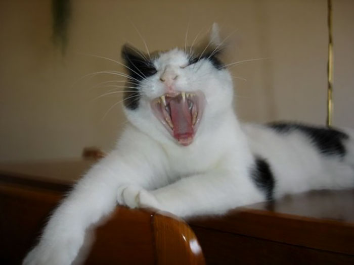 Hey Pandas, Share The Most Unflattering Pics Of Your Pets! Hey Pandas, Share The Most Unflattering Pics Of Your Pets!