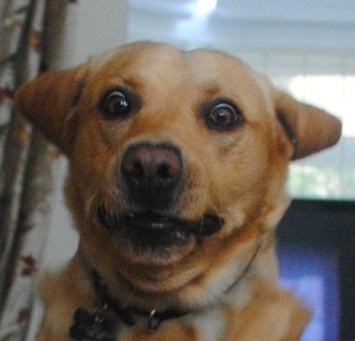 Hey Pandas, Share The Most Unflattering Pics Of Your Pets! Hey Pandas, Share The Most Unflattering Pics Of Your Pets!