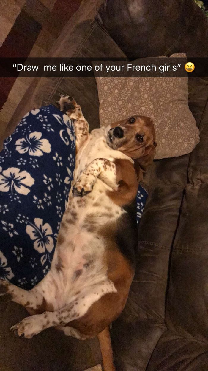 Hey Pandas, Share The Most Unflattering Pics Of Your Pets! Hey Pandas, Share The Most Unflattering Pics Of Your Pets!