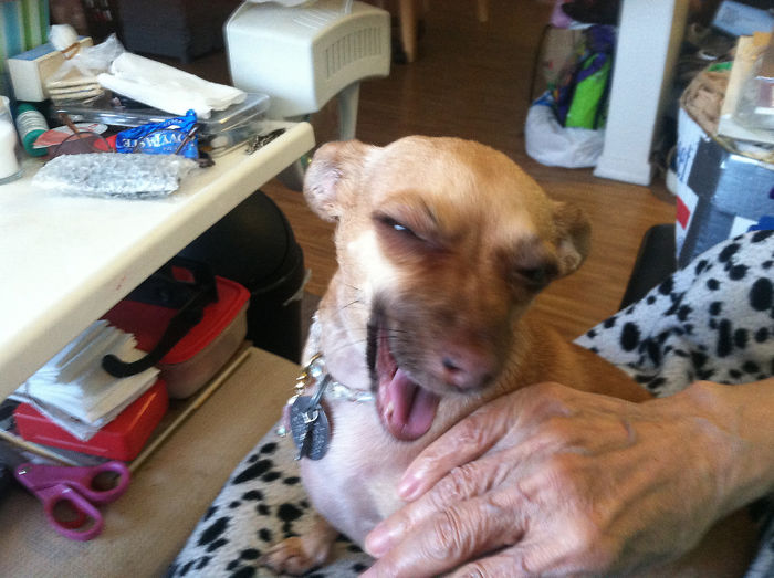 Hey Pandas, Share The Most Unflattering Pics Of Your Pets! Hey Pandas, Share The Most Unflattering Pics Of Your Pets!