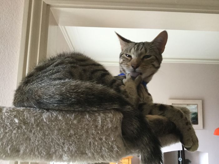 Hey Pandas, Share The Most Unflattering Pics Of Your Pets! Hey Pandas, Share The Most Unflattering Pics Of Your Pets!