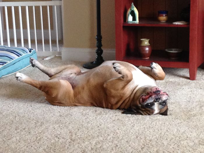 Hey Pandas, Share The Most Unflattering Pics Of Your Pets! Hey Pandas, Share The Most Unflattering Pics Of Your Pets!