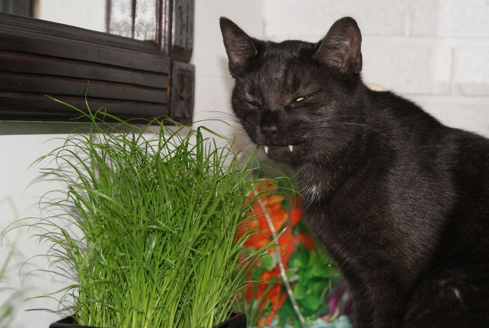 Hey Pandas, Share The Most Unflattering Pics Of Your Pets! Hey Pandas, Share The Most Unflattering Pics Of Your Pets!