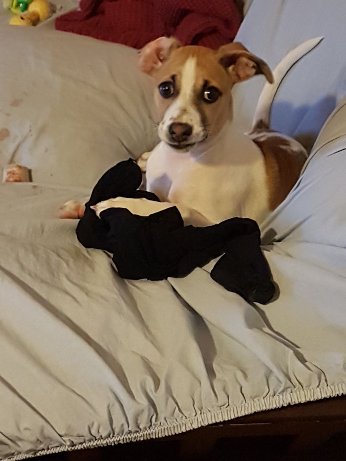 Hey Pandas, Share The Most Unflattering Pics Of Your Pets! Hey Pandas, Share The Most Unflattering Pics Of Your Pets!