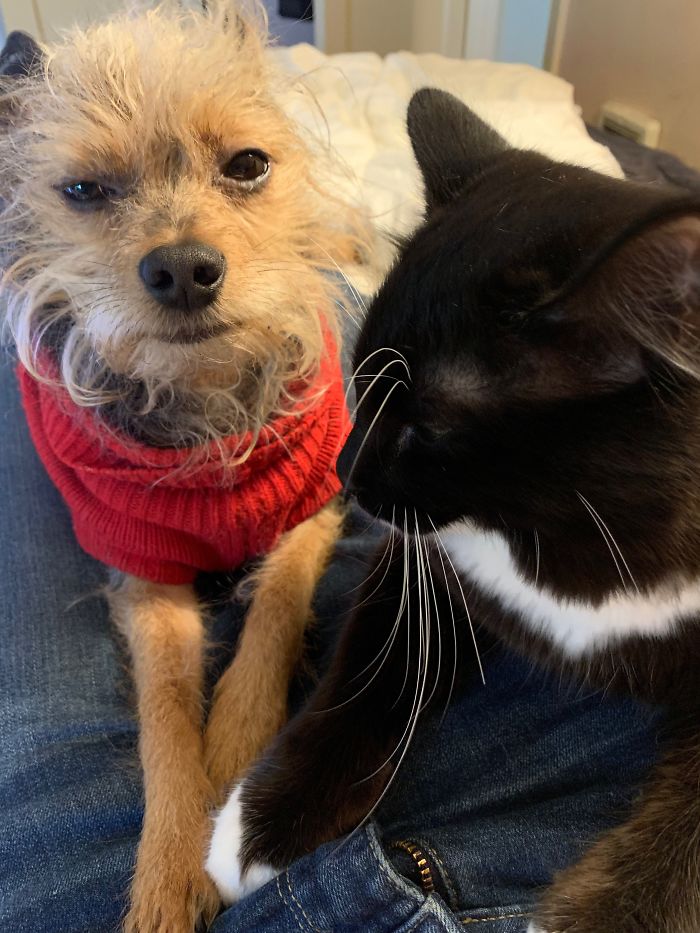 Hey Pandas, Share The Most Unflattering Pics Of Your Pets! Hey Pandas, Share The Most Unflattering Pics Of Your Pets!