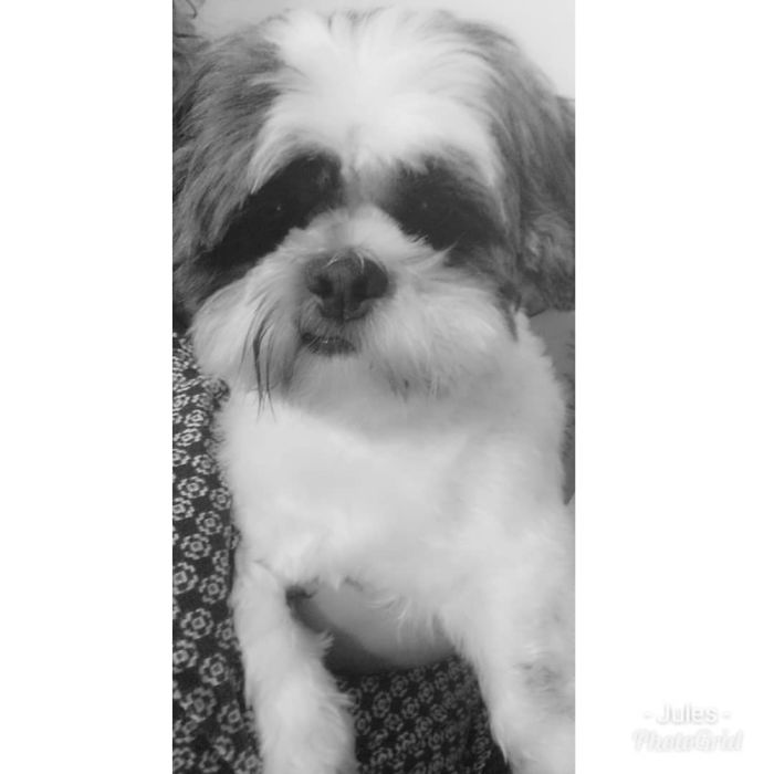 Hey Pandas, Share The Most Unflattering Pics Of Your Pets! Hey Pandas, Share The Most Unflattering Pics Of Your Pets!