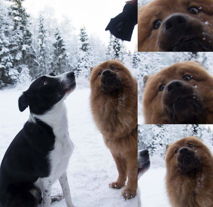 Hey Pandas, Share The Most Unflattering Pics Of Your Pets! Hey Pandas, Share The Most Unflattering Pics Of Your Pets!