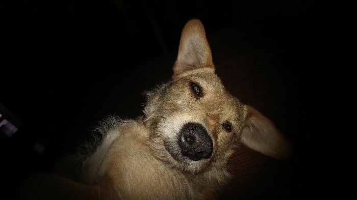 Hey Pandas, Share The Most Unflattering Pics Of Your Pets! Hey Pandas, Share The Most Unflattering Pics Of Your Pets!