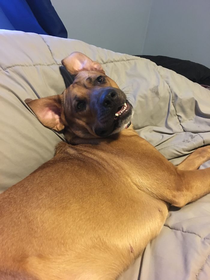 Hey Pandas, Share The Most Unflattering Pics Of Your Pets! Hey Pandas, Share The Most Unflattering Pics Of Your Pets!