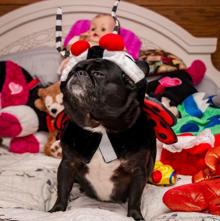 Hey Pandas, Share The Most Unflattering Pics Of Your Pets! Hey Pandas, Share The Most Unflattering Pics Of Your Pets!