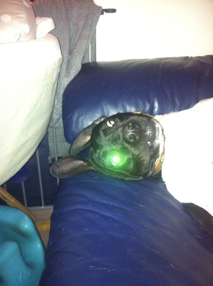 Hey Pandas, Share The Most Unflattering Pics Of Your Pets! Hey Pandas, Share The Most Unflattering Pics Of Your Pets!