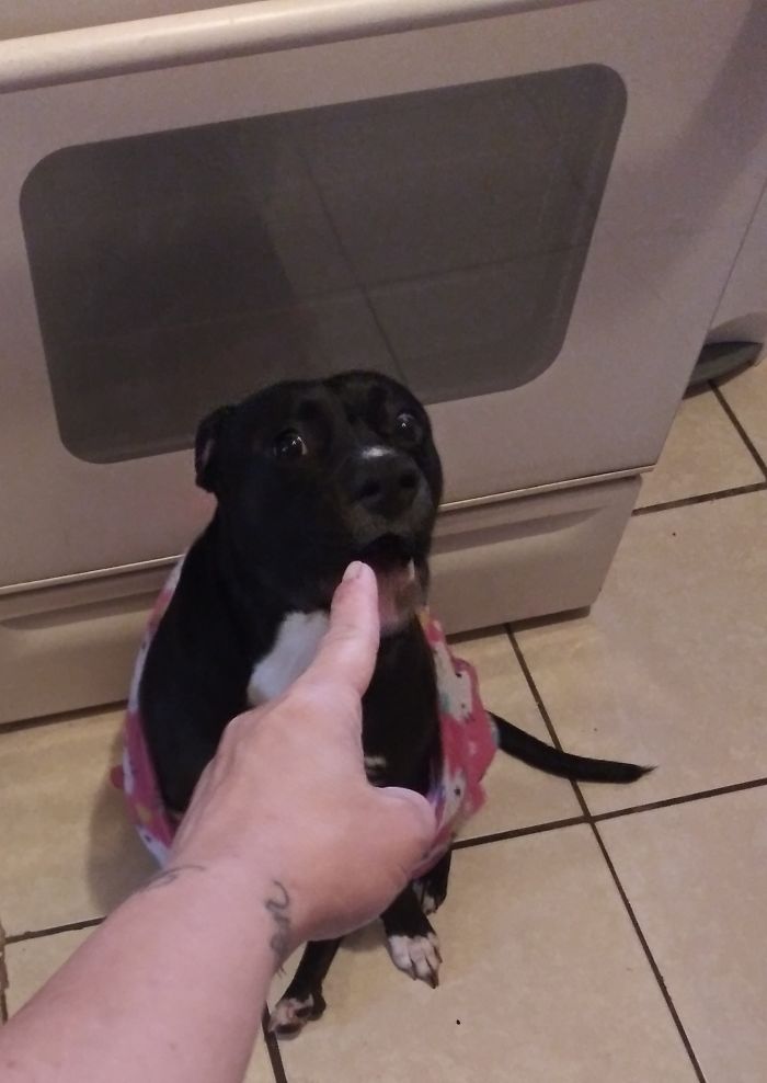 Hey Pandas, Share The Most Unflattering Pics Of Your Pets! Hey Pandas, Share The Most Unflattering Pics Of Your Pets!