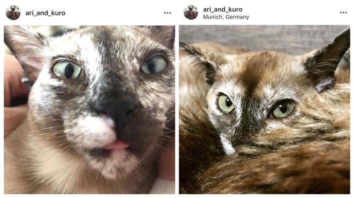 Hey Pandas, Share The Most Unflattering Pics Of Your Pets! Hey Pandas, Share The Most Unflattering Pics Of Your Pets!