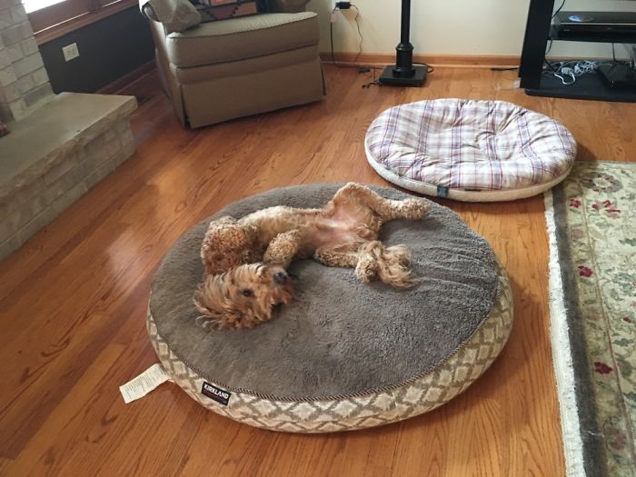 Hey Pandas, Share The Most Unflattering Pics Of Your Pets! Hey Pandas, Share The Most Unflattering Pics Of Your Pets!