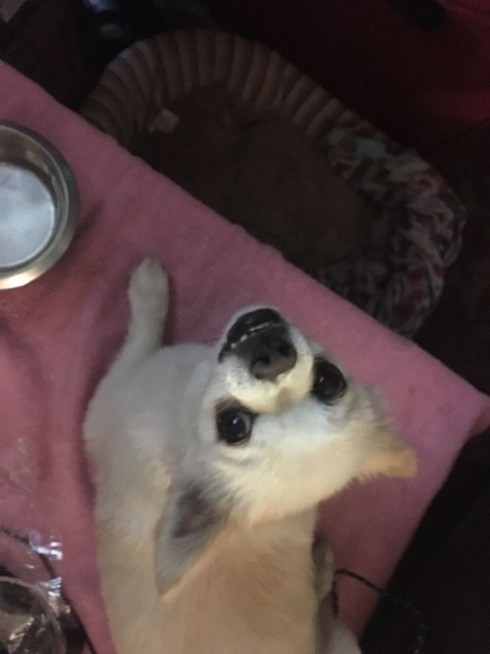 Hey Pandas, Share The Most Unflattering Pics Of Your Pets! Hey Pandas, Share The Most Unflattering Pics Of Your Pets!