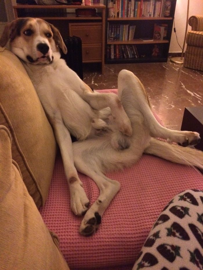 Hey Pandas, Share The Most Unflattering Pics Of Your Pets! Hey Pandas, Share The Most Unflattering Pics Of Your Pets!