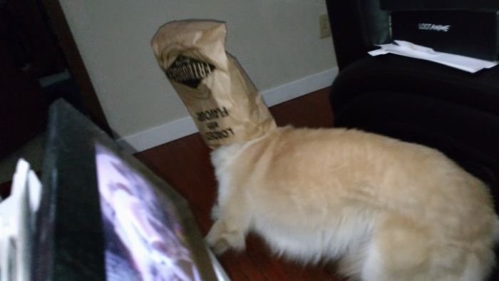 Hey Pandas, Share The Most Unflattering Pics Of Your Pets! Hey Pandas, Share The Most Unflattering Pics Of Your Pets!