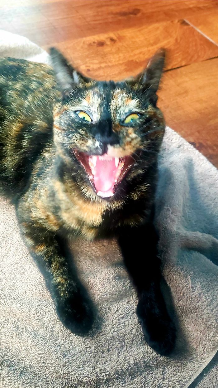 Hey Pandas, Share The Most Unflattering Pics Of Your Pets! Hey Pandas, Share The Most Unflattering Pics Of Your Pets!