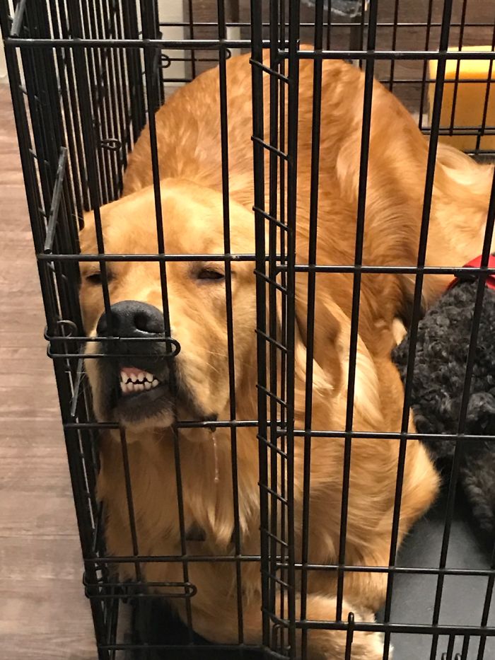 Hey Pandas, Share The Most Unflattering Pics Of Your Pets! Hey Pandas, Share The Most Unflattering Pics Of Your Pets!