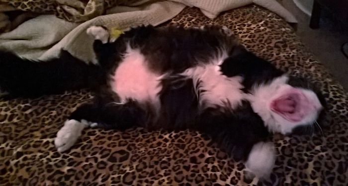 Hey Pandas, Share The Most Unflattering Pics Of Your Pets! Hey Pandas, Share The Most Unflattering Pics Of Your Pets!