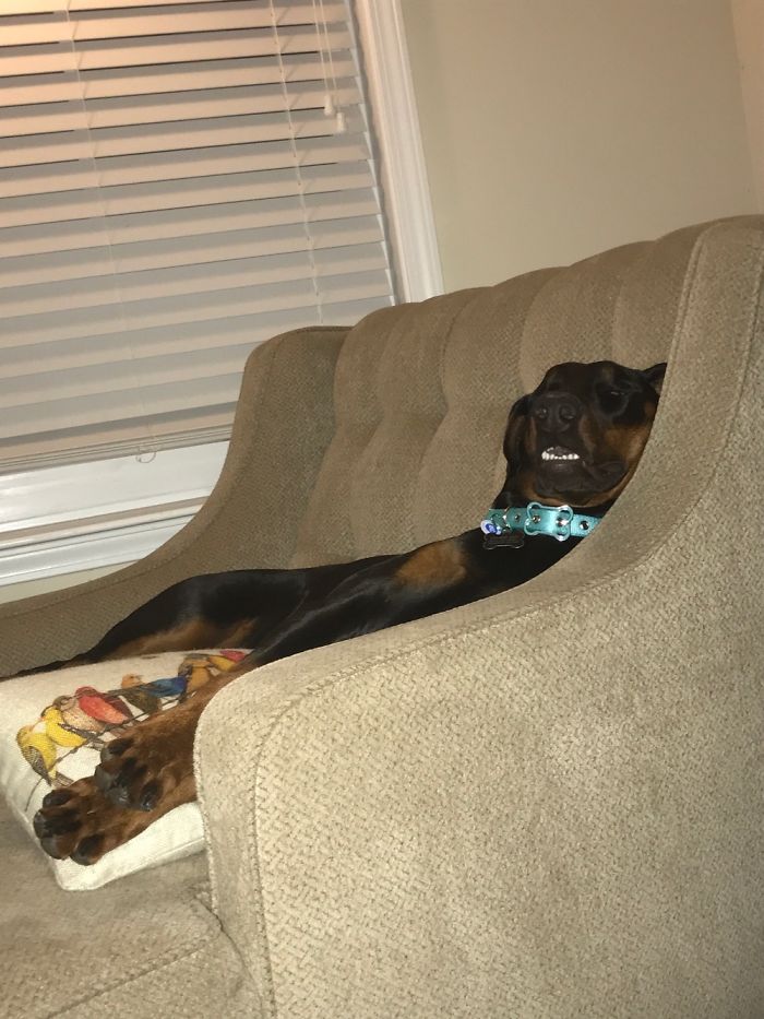 Hey Pandas, Share The Most Unflattering Pics Of Your Pets! Hey Pandas, Share The Most Unflattering Pics Of Your Pets!