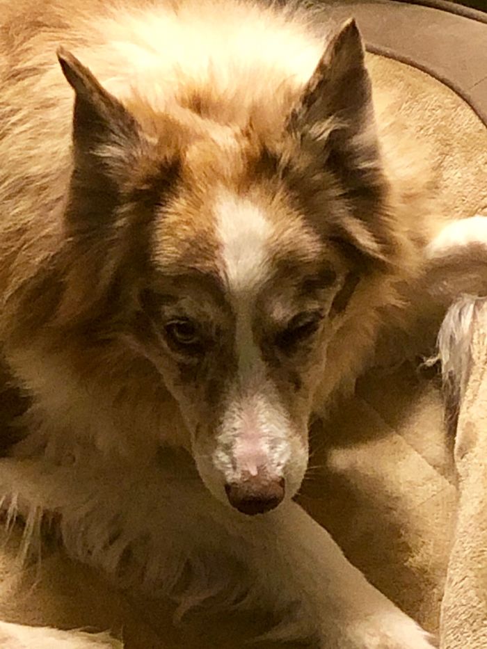 Hey Pandas, Share The Most Unflattering Pics Of Your Pets! Hey Pandas, Share The Most Unflattering Pics Of Your Pets!