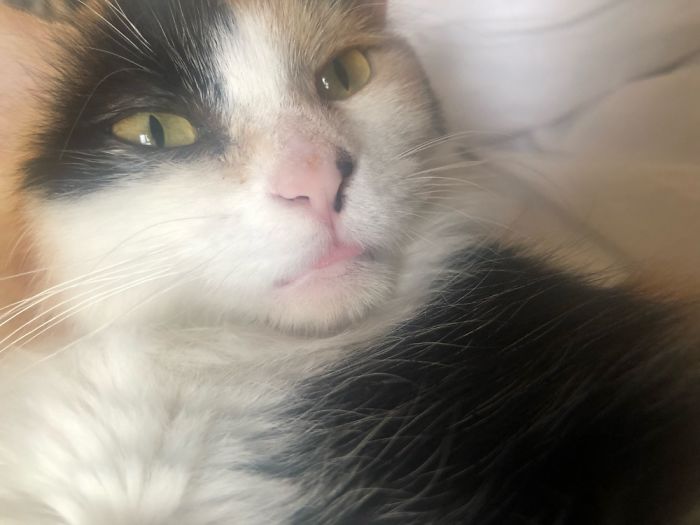 Hey Pandas, Share The Most Unflattering Pics Of Your Pets! Hey Pandas, Share The Most Unflattering Pics Of Your Pets!