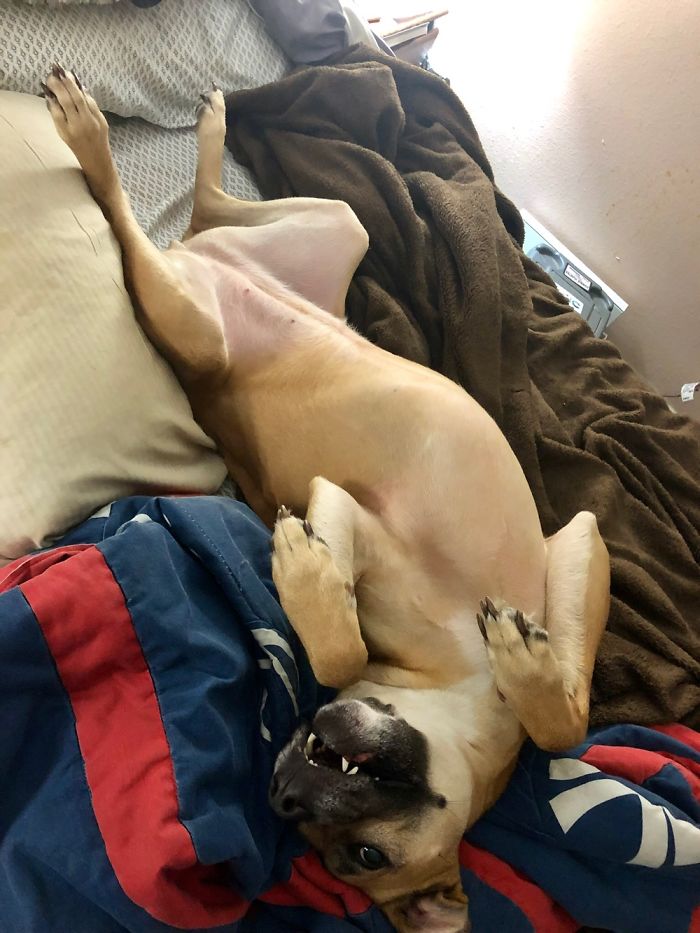 Hey Pandas, Share The Most Unflattering Pics Of Your Pets! Hey Pandas, Share The Most Unflattering Pics Of Your Pets!