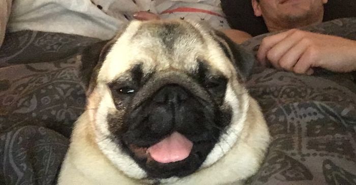 Hey Pandas, Share The Most Unflattering Pics Of Your Pets! Hey Pandas, Share The Most Unflattering Pics Of Your Pets!