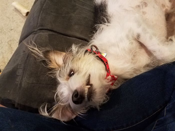 Hey Pandas, Share The Most Unflattering Pics Of Your Pets! Hey Pandas, Share The Most Unflattering Pics Of Your Pets!