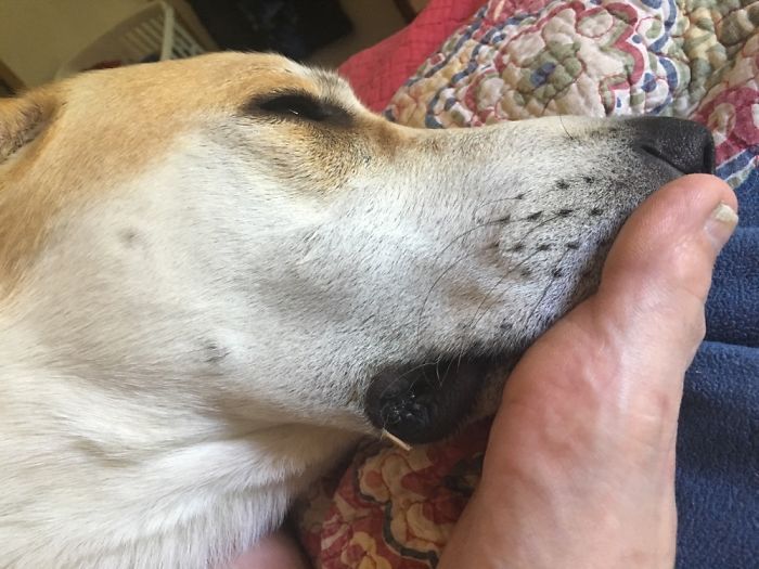 Hey Pandas, Share The Most Unflattering Pics Of Your Pets! Hey Pandas, Share The Most Unflattering Pics Of Your Pets!