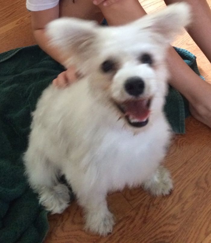 Hey Pandas, Share The Most Unflattering Pics Of Your Pets! Hey Pandas, Share The Most Unflattering Pics Of Your Pets!