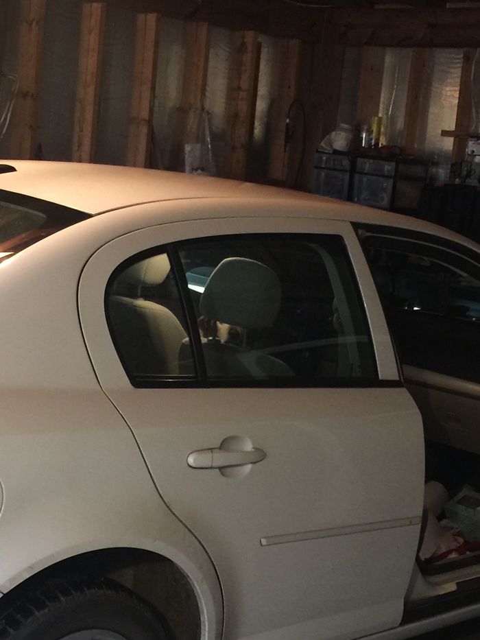 Hey Pandas, Share The Most Unflattering Pics Of Your Pets! Hey Pandas, Share The Most Unflattering Pics Of Your Pets!