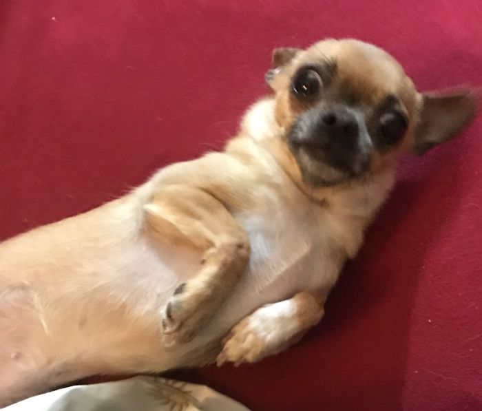 Hey Pandas, Share The Most Unflattering Pics Of Your Pets! Hey Pandas, Share The Most Unflattering Pics Of Your Pets!