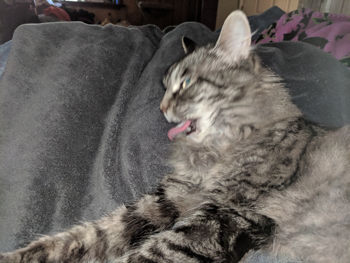 Hey Pandas, Share The Most Unflattering Pics Of Your Pets! Hey Pandas, Share The Most Unflattering Pics Of Your Pets!