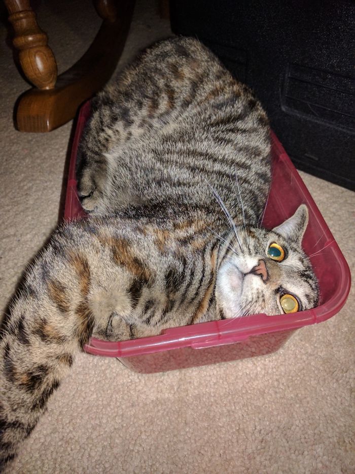 Hey Pandas, Share The Most Unflattering Pics Of Your Pets! Hey Pandas, Share The Most Unflattering Pics Of Your Pets!