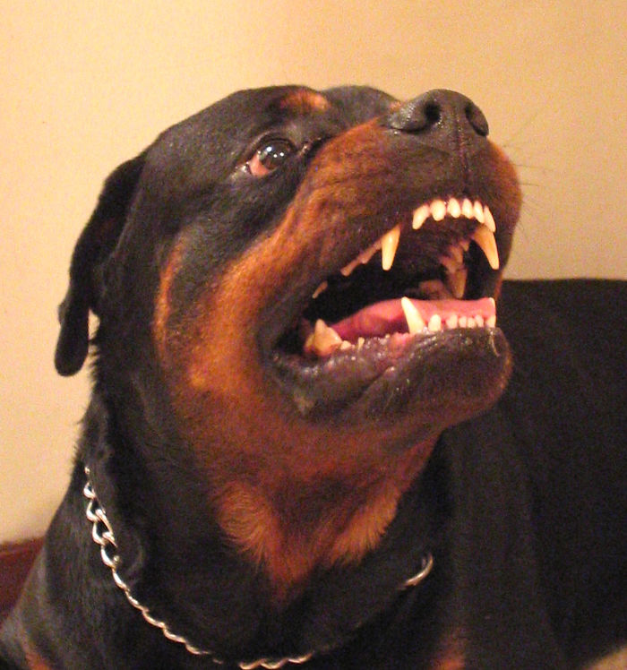 Hey Pandas, Share The Most Unflattering Pics Of Your Pets! Hey Pandas, Share The Most Unflattering Pics Of Your Pets!