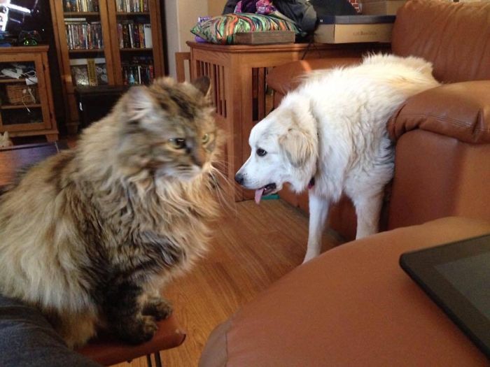 Hey Pandas, Share The Most Unflattering Pics Of Your Pets! Hey Pandas, Share The Most Unflattering Pics Of Your Pets!