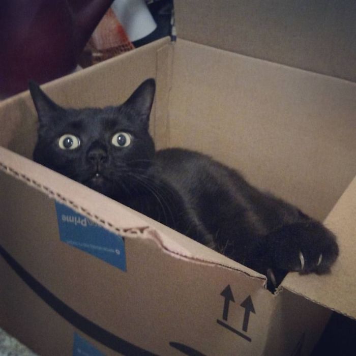 Hey Pandas, Share The Most Unflattering Pics Of Your Pets! Hey Pandas, Share The Most Unflattering Pics Of Your Pets!