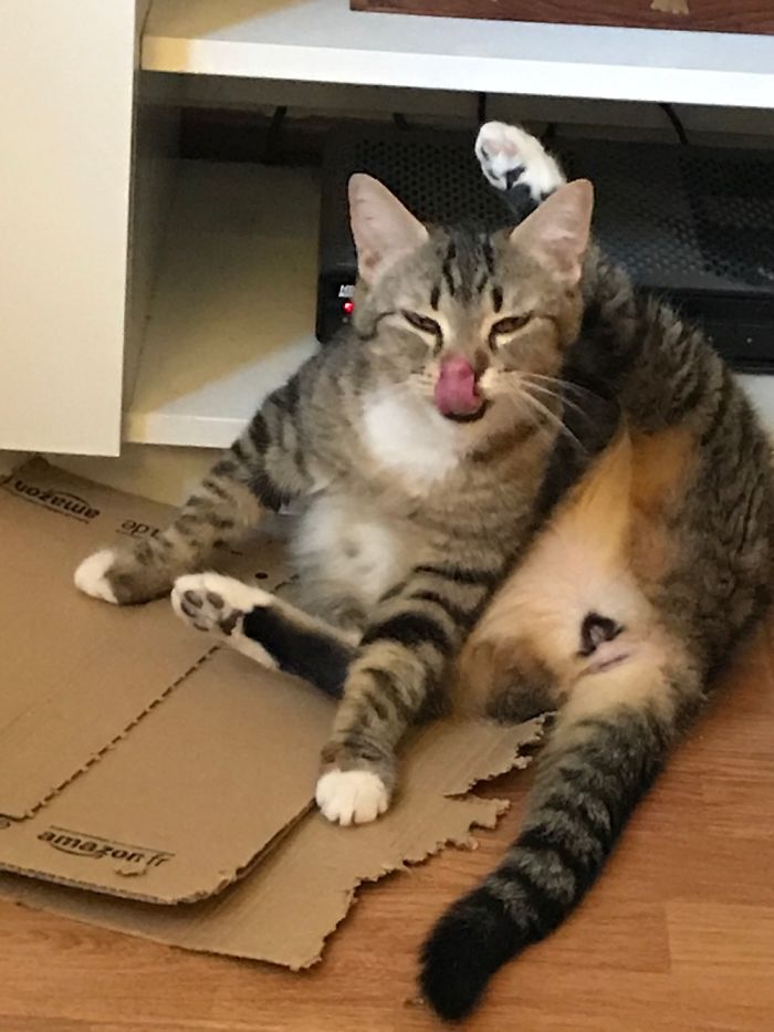 Hey Pandas, Share The Most Unflattering Pics Of Your Pets! Hey Pandas, Share The Most Unflattering Pics Of Your Pets!