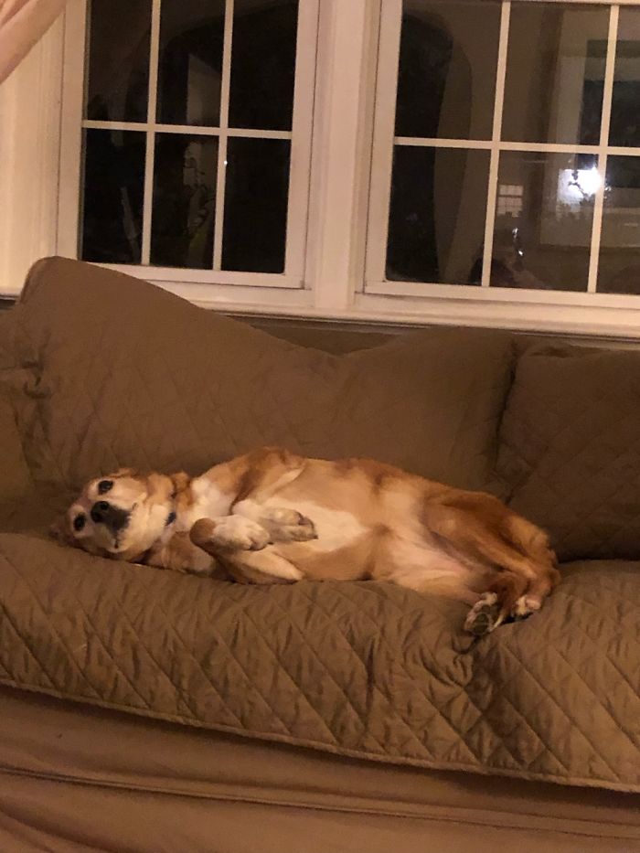 Hey Pandas, Share The Most Unflattering Pics Of Your Pets! Hey Pandas, Share The Most Unflattering Pics Of Your Pets!