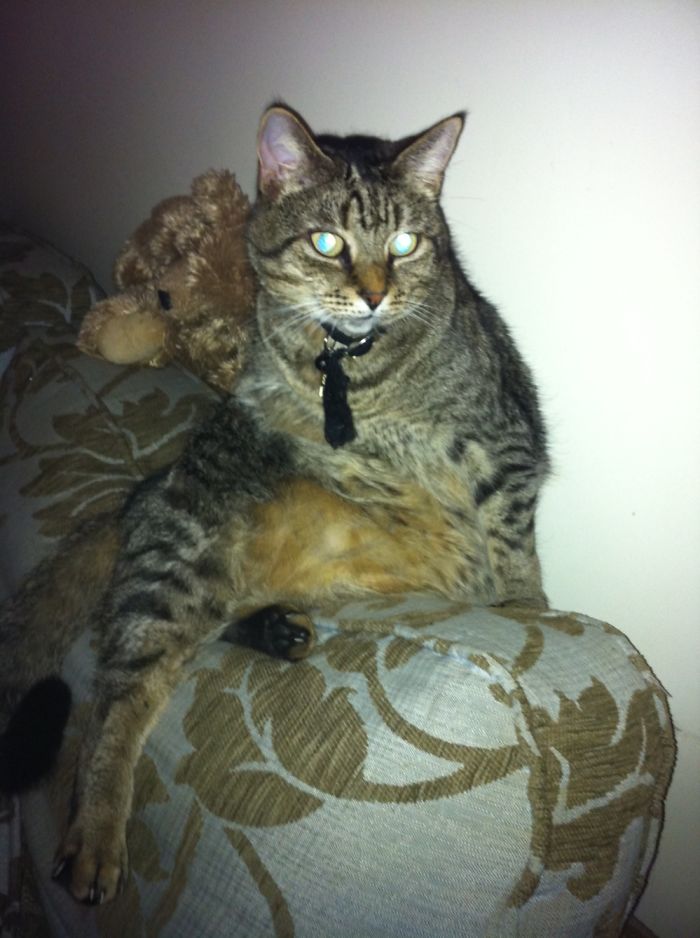 Hey Pandas, Share The Most Unflattering Pics Of Your Pets! Hey Pandas, Share The Most Unflattering Pics Of Your Pets!