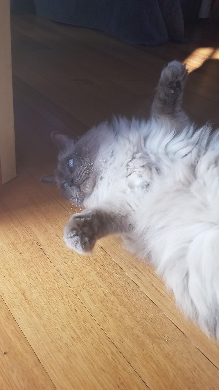 Hey Pandas, Share The Most Unflattering Pics Of Your Pets! Hey Pandas, Share The Most Unflattering Pics Of Your Pets!