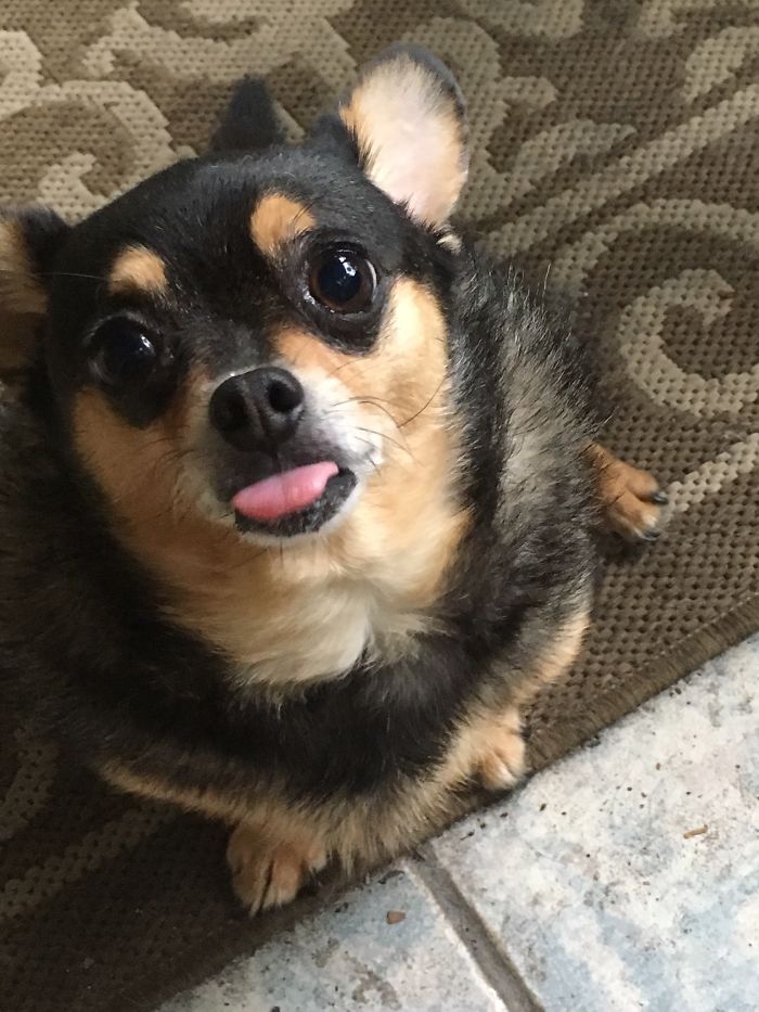 Hey Pandas, Share The Most Unflattering Pics Of Your Pets! Hey Pandas, Share The Most Unflattering Pics Of Your Pets!