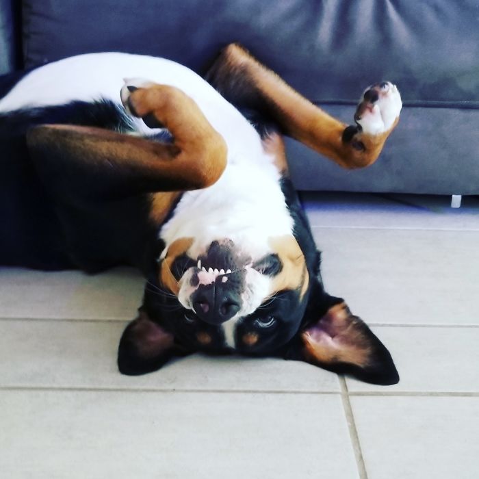 Hey Pandas, Share The Most Unflattering Pics Of Your Pets! Hey Pandas, Share The Most Unflattering Pics Of Your Pets!