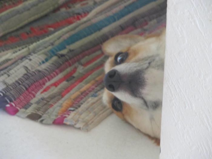 Hey Pandas, Share The Most Unflattering Pics Of Your Pets! Hey Pandas, Share The Most Unflattering Pics Of Your Pets!