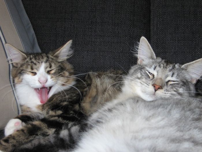 Hey Pandas, Share The Most Unflattering Pics Of Your Pets! Hey Pandas, Share The Most Unflattering Pics Of Your Pets!