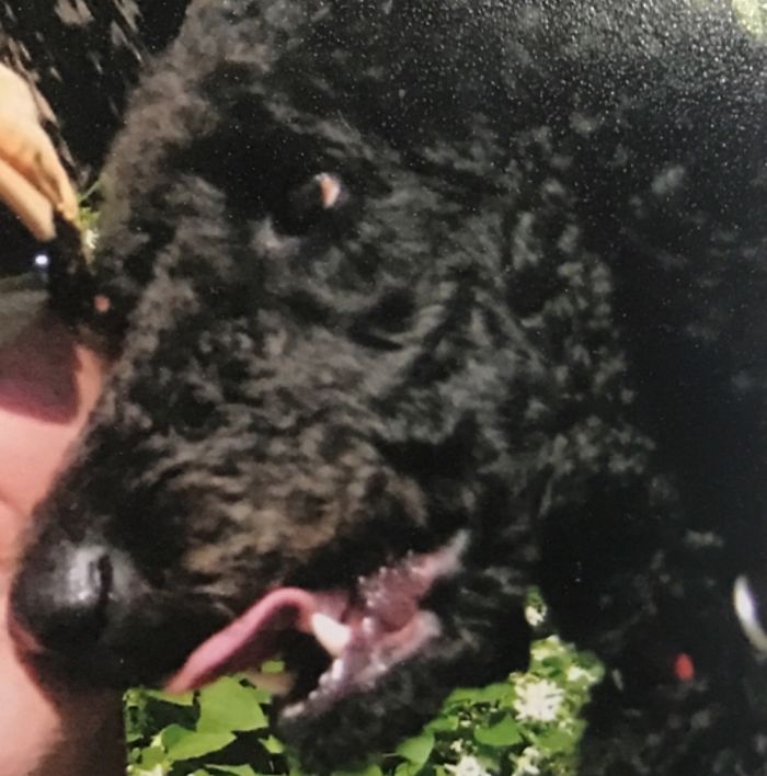 Hey Pandas, Share The Most Unflattering Pics Of Your Pets! Hey Pandas, Share The Most Unflattering Pics Of Your Pets!