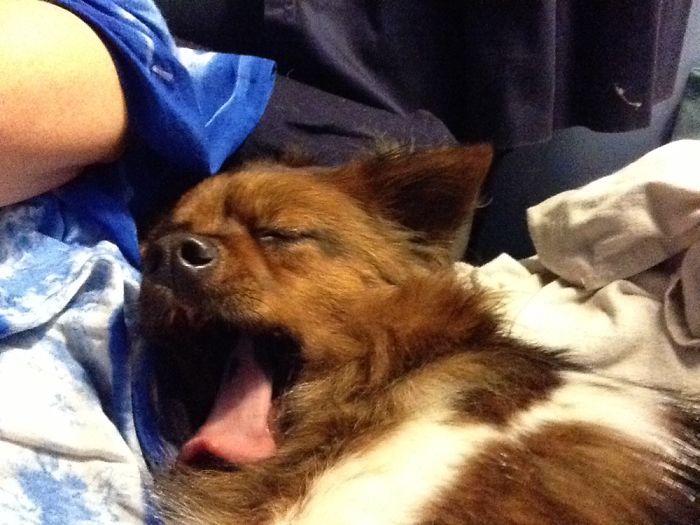 Hey Pandas, Share The Most Unflattering Pics Of Your Pets! Hey Pandas, Share The Most Unflattering Pics Of Your Pets!